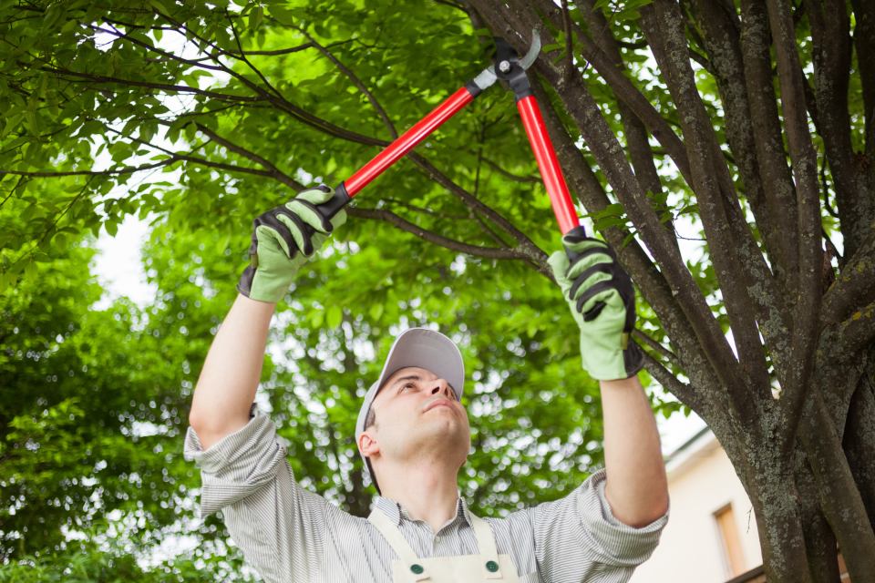 Crafting Urban Beauty: The Art and Science of Tree Trimming in Austin