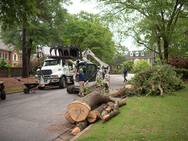 tree removal company Austin TX