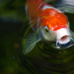 Buy Tetra fish online