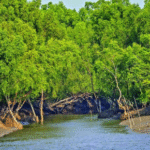 Sundarban tour package