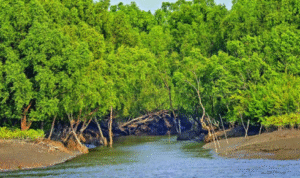 Sundarban tour package