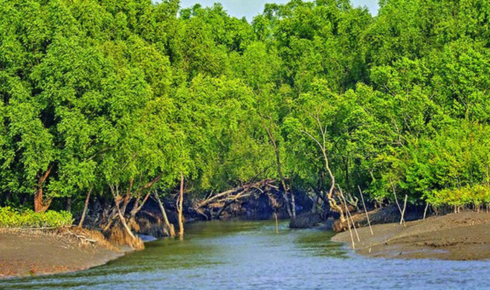 Where the Rivers Breathe: Journeying Through the Sundarbans