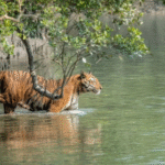 Sundarban tour package