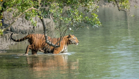 Sundarban tour package