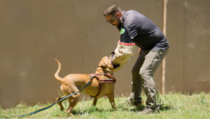 scottsdale dog trainer